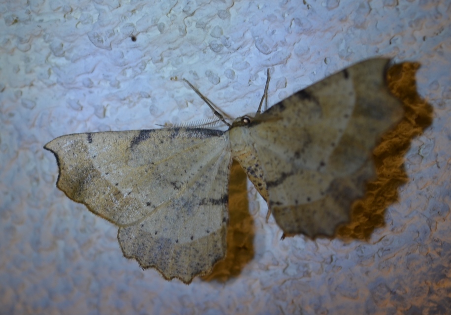 Artiora evonymaria - kecskerágó-araszoló