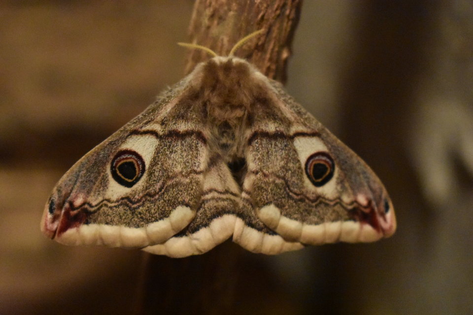 Saturnia pavoniella/pavonia