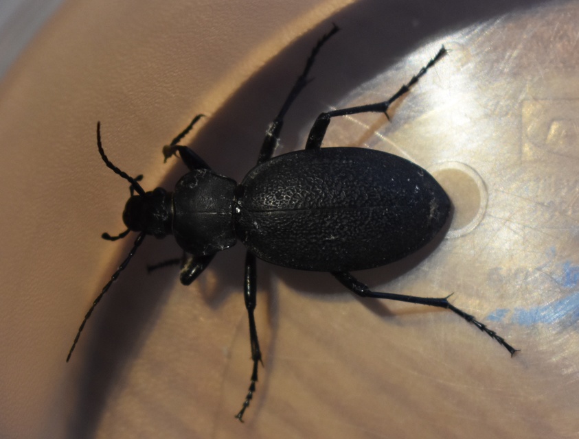Carabus coriaceus - bőrfutrinka Carabus coriaceus - bőrfutrinka