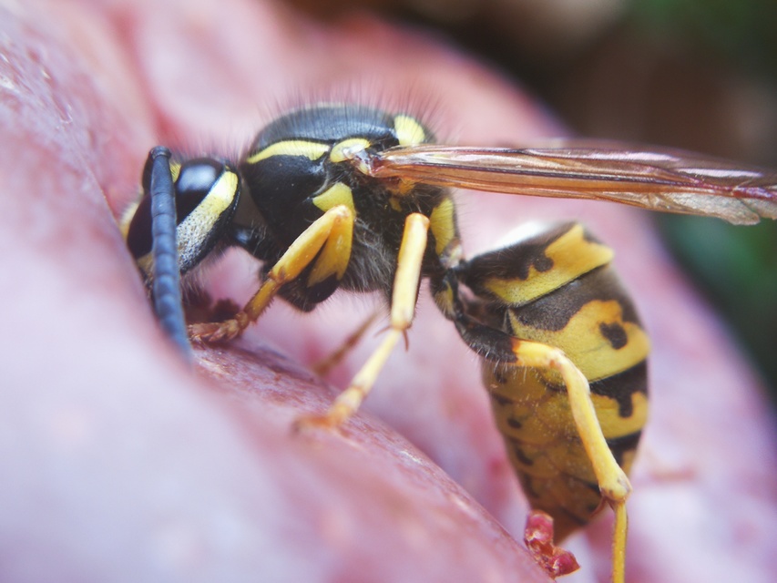 Vespula vulgaris - kecskedarázs