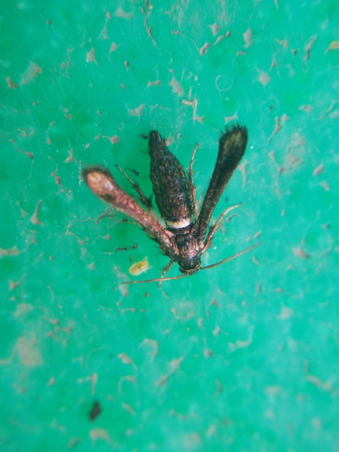 Microsphecia brosiformis - folyófűszitkár