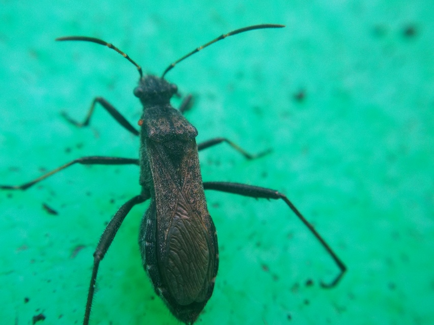 Alydus calcaratus - szőrös tövispoloska