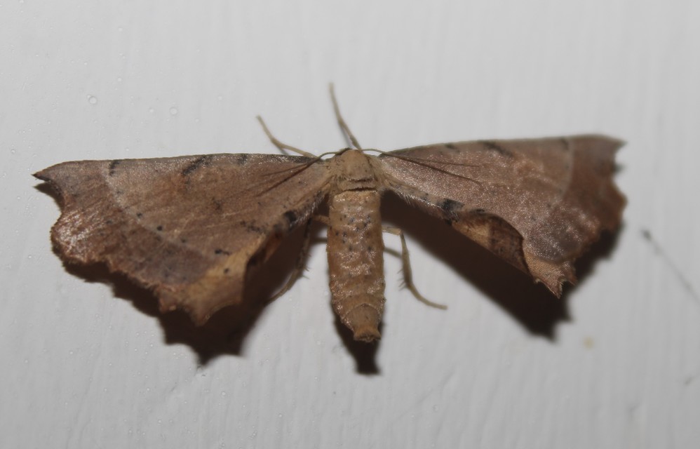 Artiora evonymaria - kecskerágó-araszoló