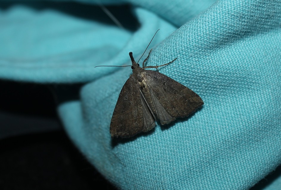 Hypena rostralis - közönséges karcsúbagoly