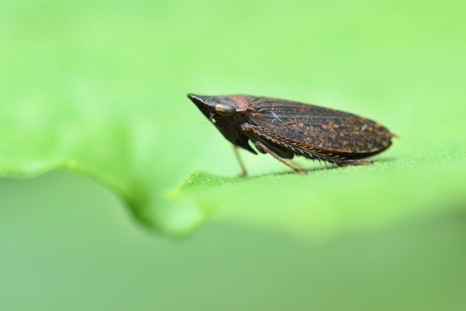 Aphrodes