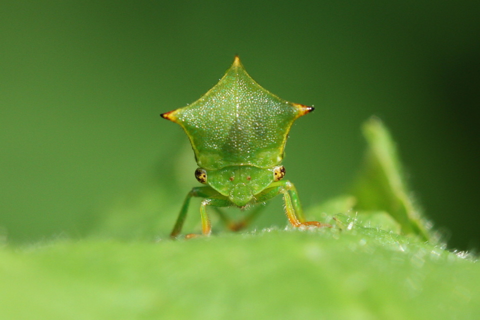 Stictocephala bisonia - bivalykabóca