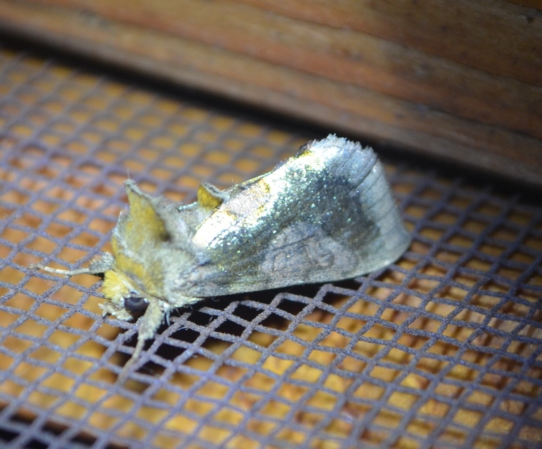 Diachrysia stenochrysis - rejtőző aranybagoly