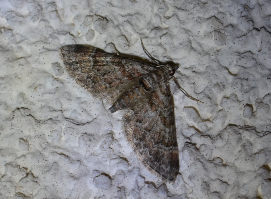Gymnoscelis rufifasciata - vöröscsíkos törpearaszoló