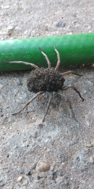 Hogna radiata - réti farkaspók