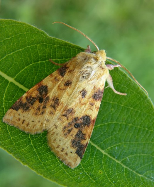 Cirrhia icteritia - nyárfa-sárgabagoly