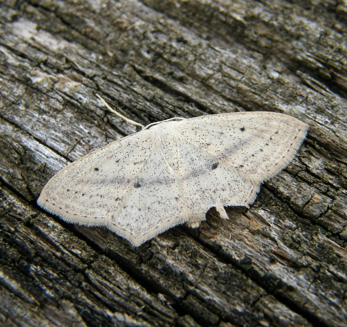 Scopula flaccidaria - alföldi sávosaraszoló