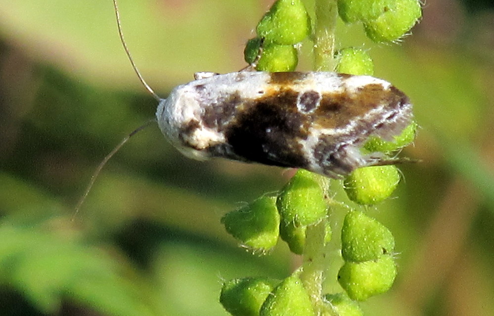 Ponometia candefacta - parlagfűbagoly