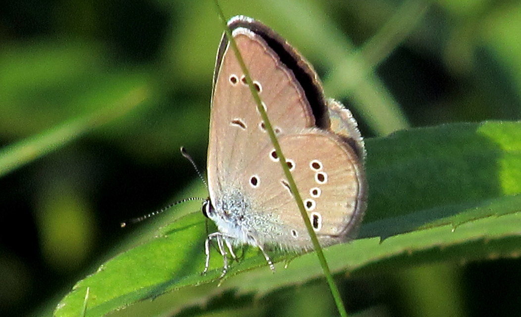 Cyaniris semiargus - aprószemes boglárka
