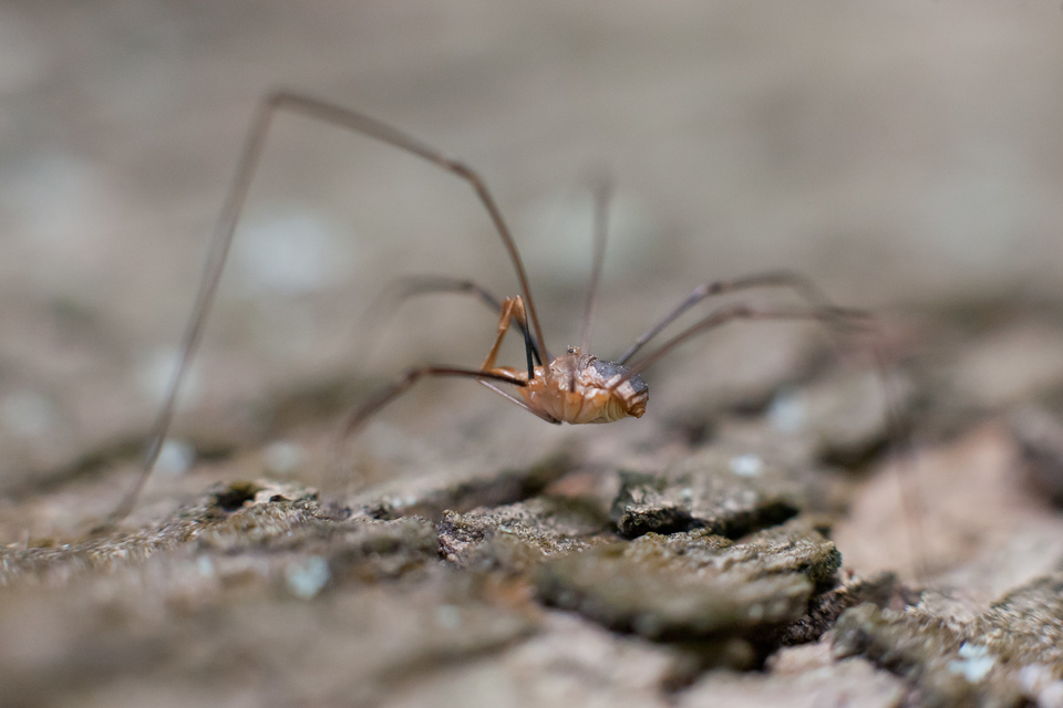 Phalangium opilio