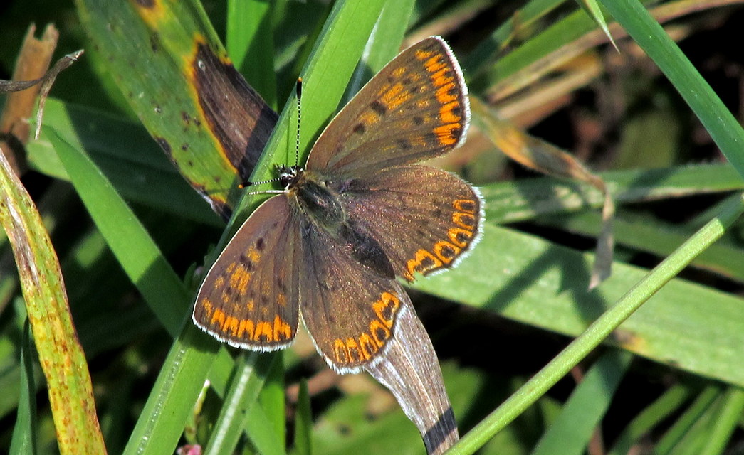 Lycaena tityrus - barna tűzlepke