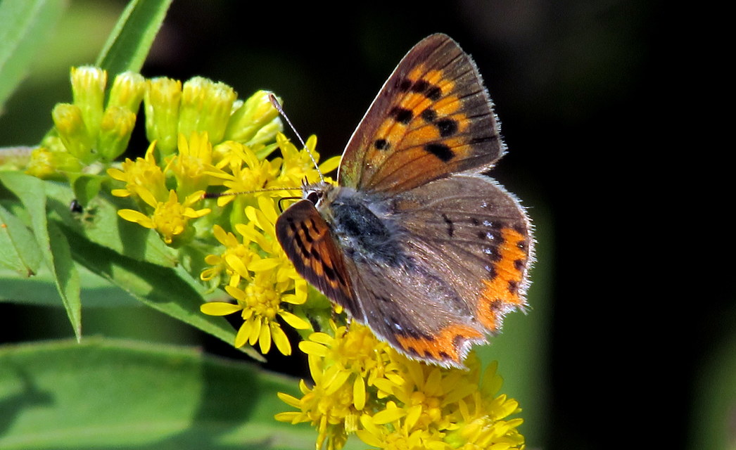 Lycaena phlaeas - közönséges tűzlepke