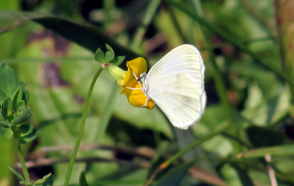 Leptidea sinapis - mustárlepke