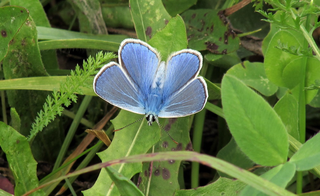 Polyommatus icarus - közönséges boglárka