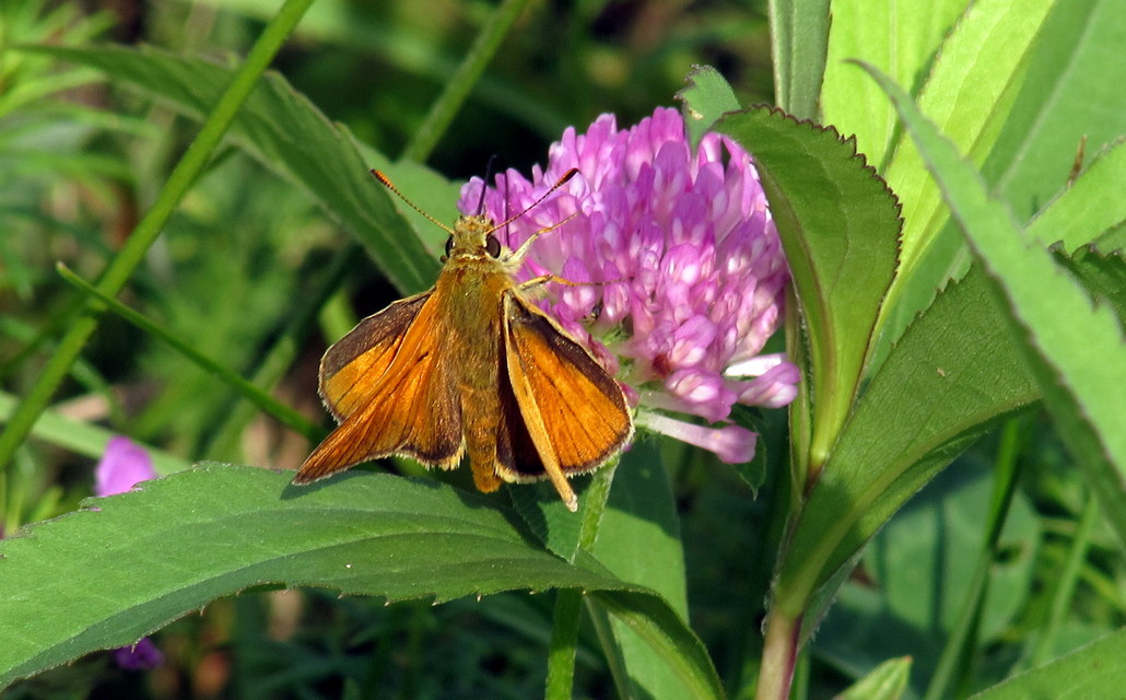 Ochlodes sylvanus - erdei busalepke