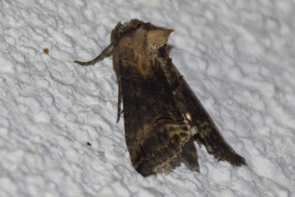 Abrostola triplasia - közönséges csalánbagoly