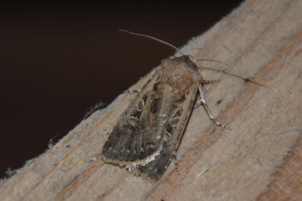 Euxoa
