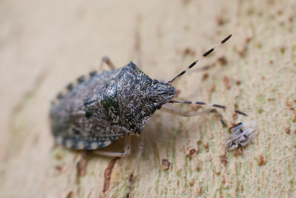 Rhaphigaster nebulosa - bencepoloska