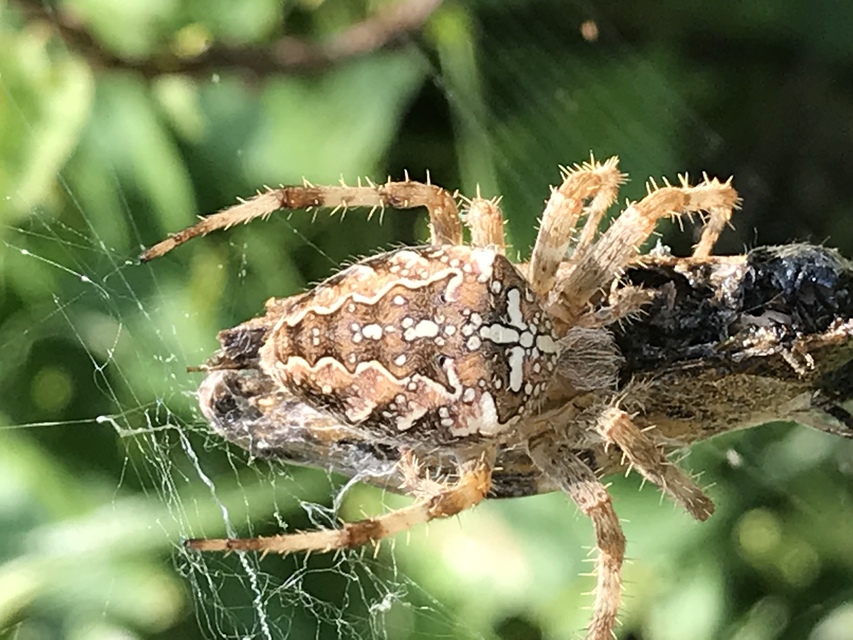 Araneus diadematus - koronás keresztespók