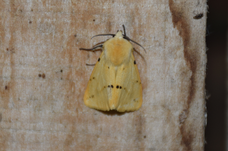 Spilarctia lutea - sárgás medvelepke