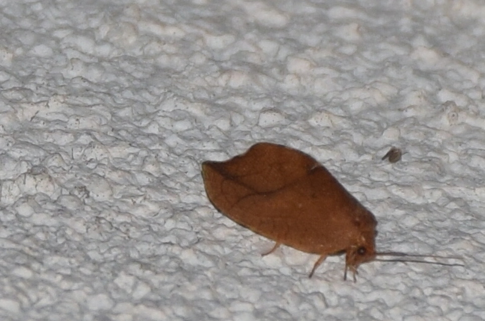Drepanepteryx phalaenoides