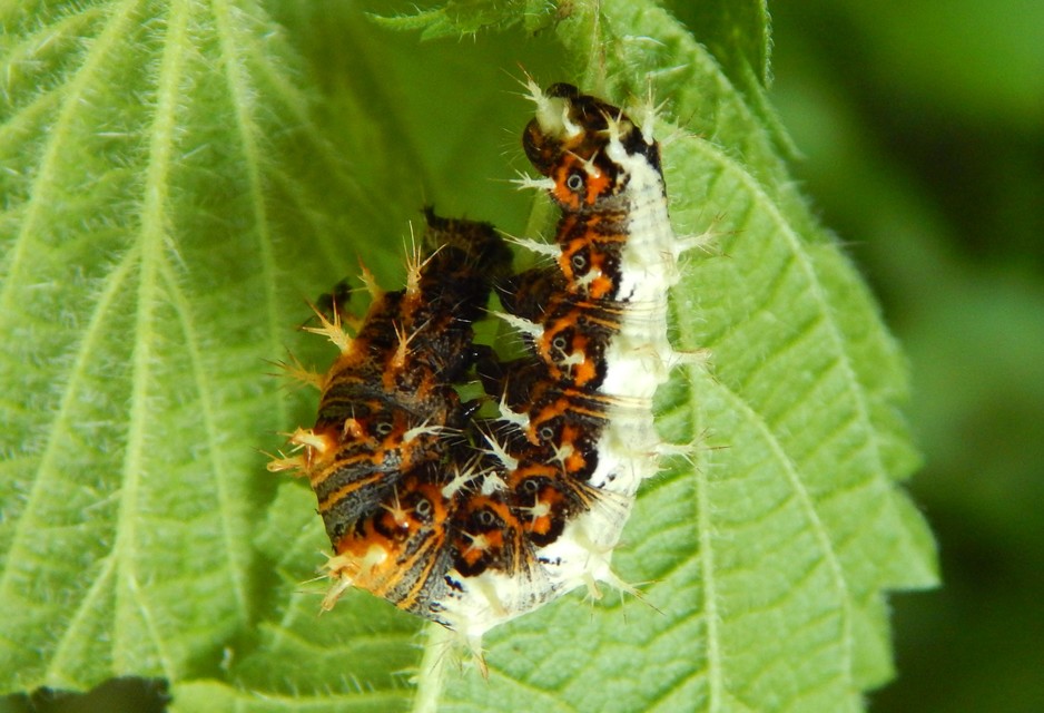 Nymphalis c-album - C-betűs lepke