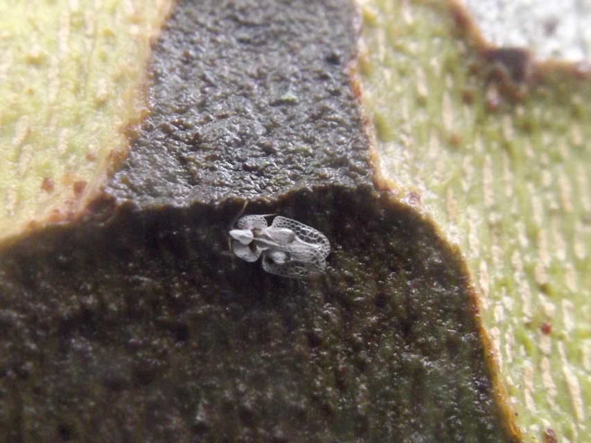 Corythucha ciliata - platán-csipkéspoloska