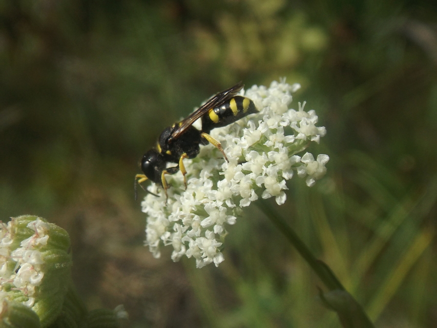 Crabronidae - szitásdarazsak