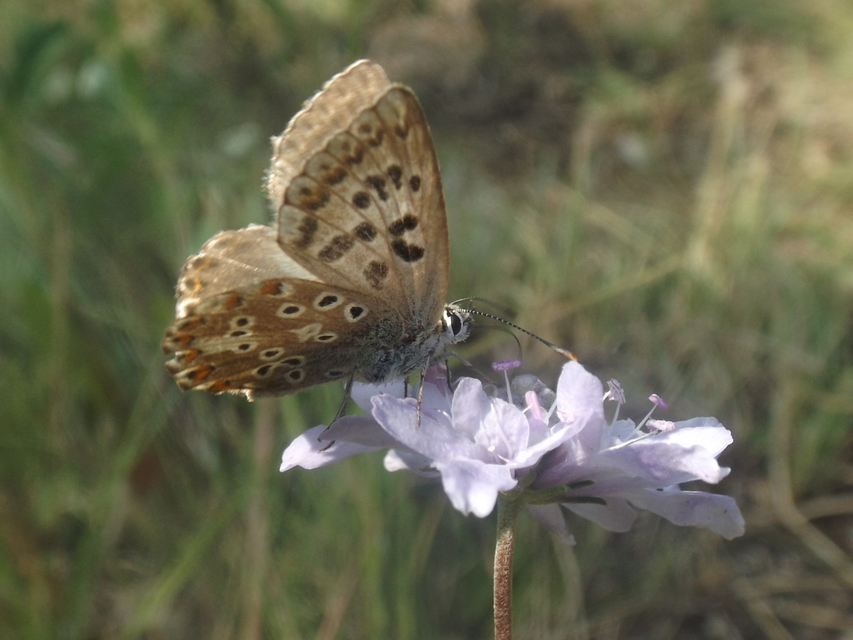 Polyommatus coridon - ezüstkék boglárka