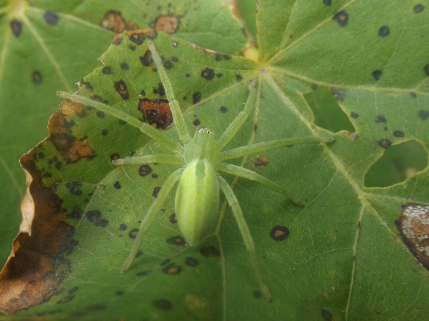 Micrommata virescens - hunyópók