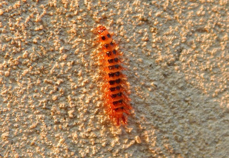 Drilus concolor - fekete csigabogár