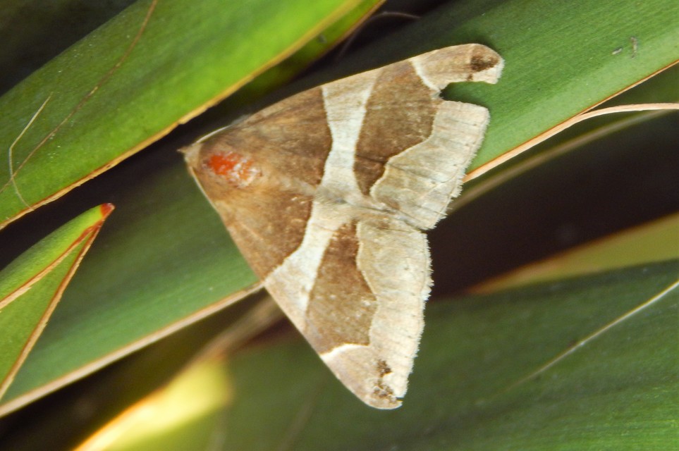 Dysgonia algira - déli porcelánbagoly