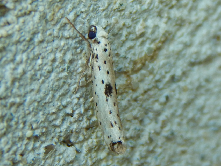 Yponomeuta plumbella - pókhálós bengemoly