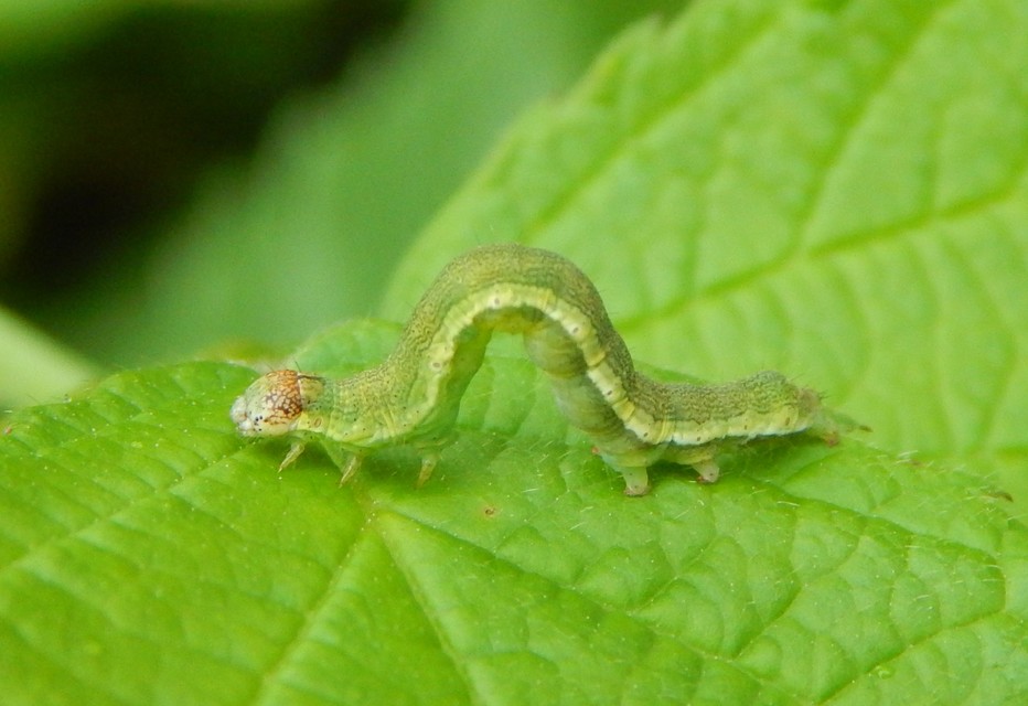 Emmelia trabealis - zebrabagoly