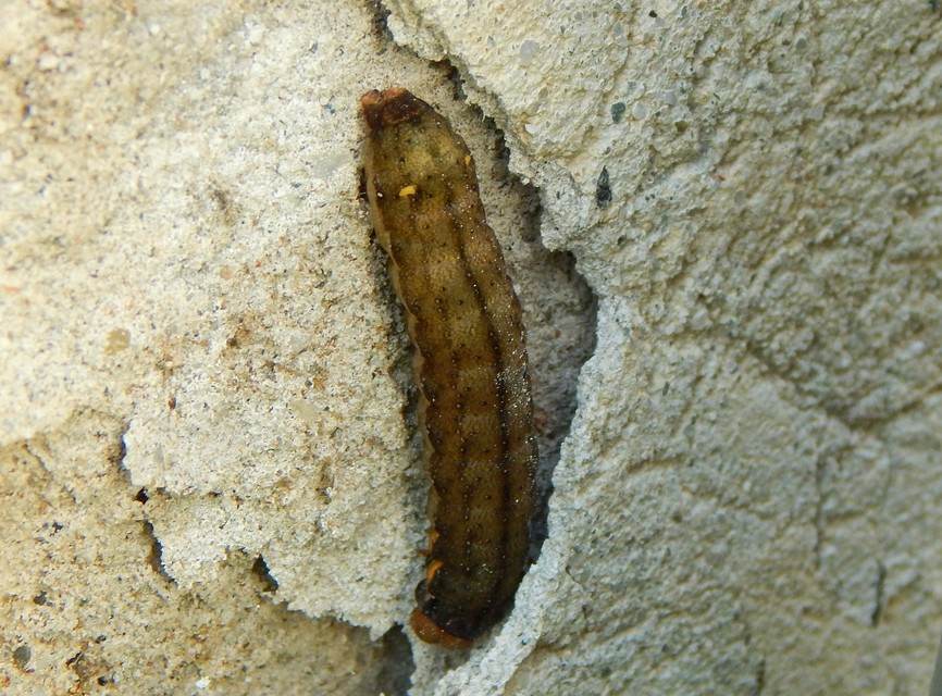 Trachea atriplicis - nyári zöldbagoly