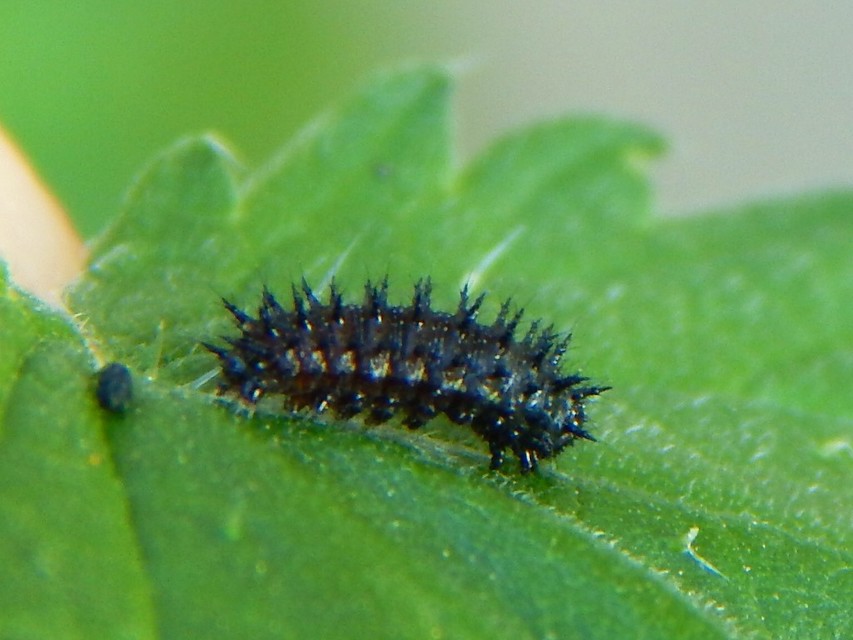 Vanessa atalanta - atalantalepke