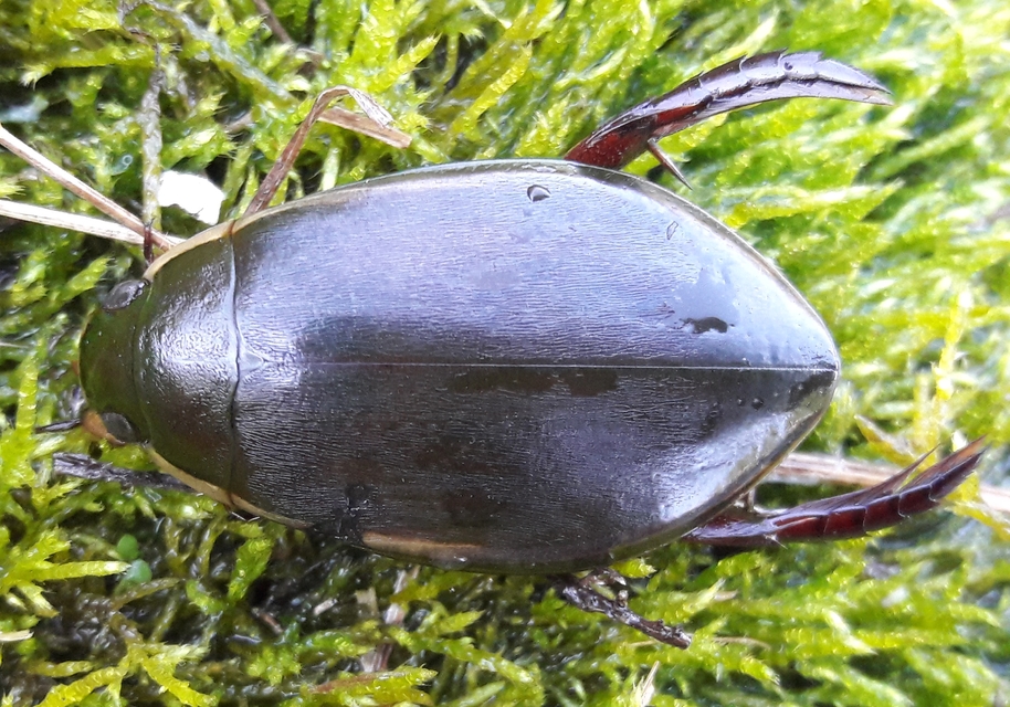 Cybister lateralimarginalis - nagy búvárbogár