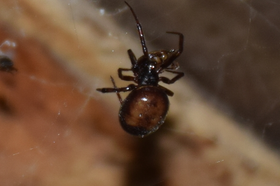 Steatoda bipunctata - kétpettyes faggyúpók