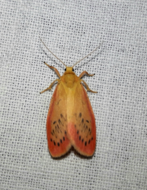 Miltochrista miniata - piros medvelepke