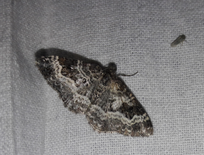 Epirrhoe alternata - galaj-tarkaaraszoló
