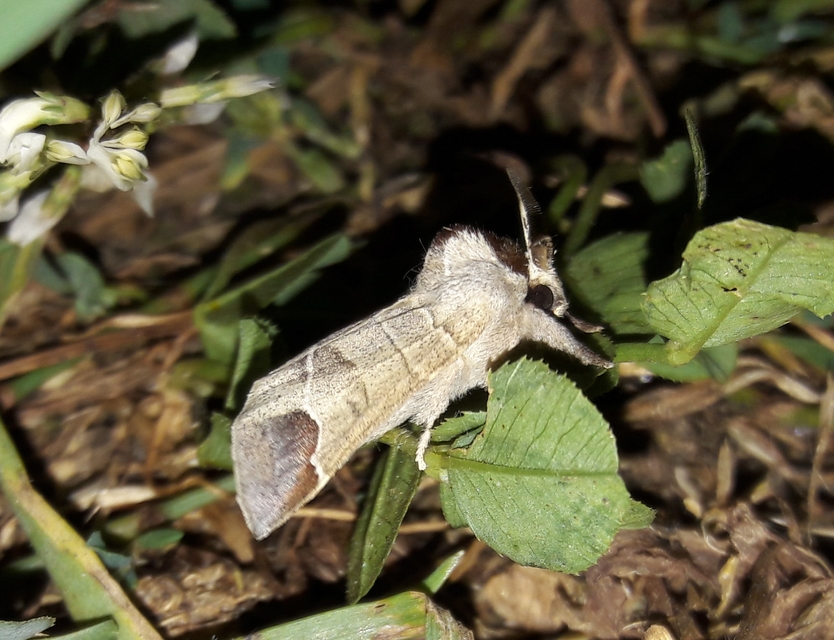 Clostera curtula - rövidszárnyú levélszövő