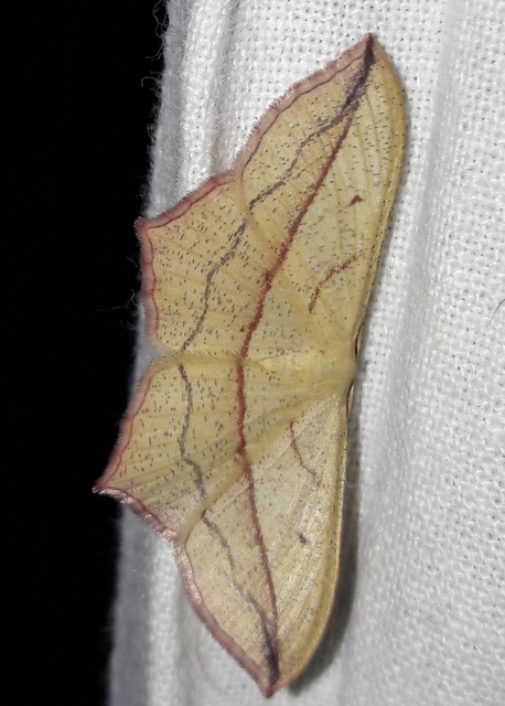 Timandra comae - piroscsíkos csipkésaraszoló