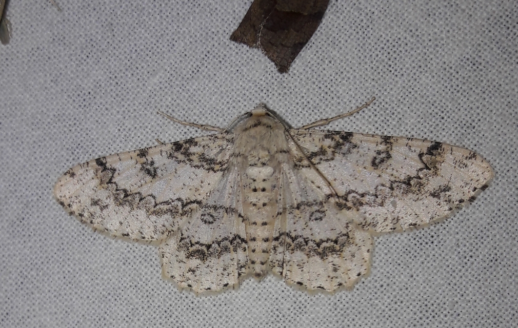 Ascotis selenaria - holdas faaraszoló