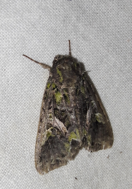 Trachea atriplicis - nyári zöldbagoly