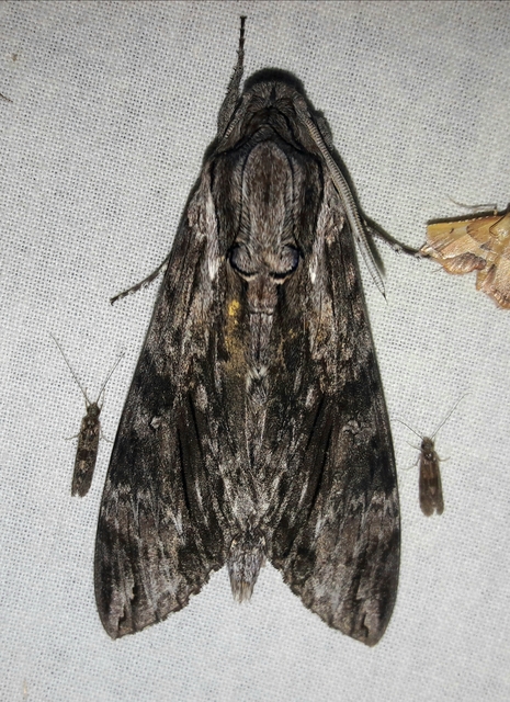 Agrius convolvuli - szulákszender