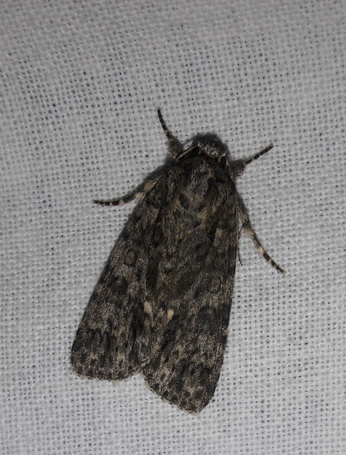 Acronicta rumicis - sóska-szigonyosbagoly